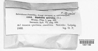 Daedalea quercina image